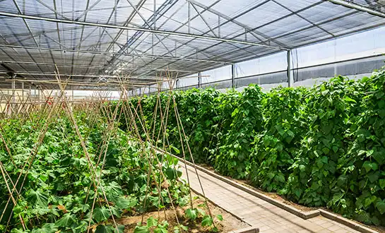 Antiviral Peptides: A Natural Vaccine for Plant Viruses